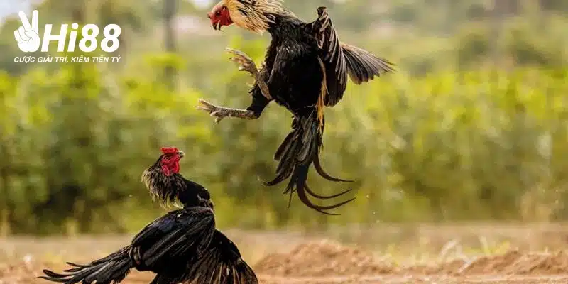 Vảy phủ địa có nhiều dòng khác nhau