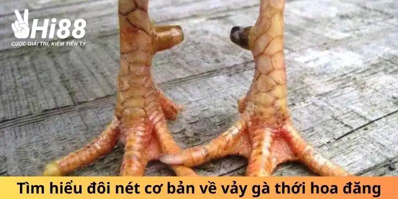 Đôi nét cơ bản về vảy gà thới hoa đăng